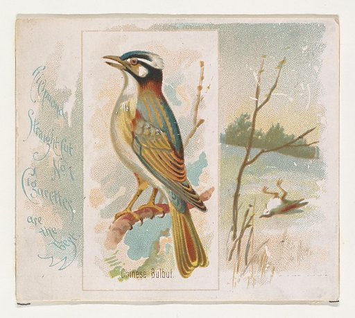 Chinese Bulbul, from the Song Birds of the World series (N42) for Allen & Ginter Cigarettes