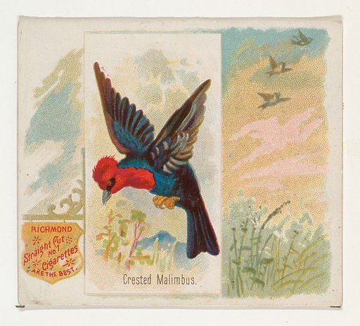 Crested Malimbus, from the Song Birds of the World series (N42) for Allen & Ginter Cigarettes