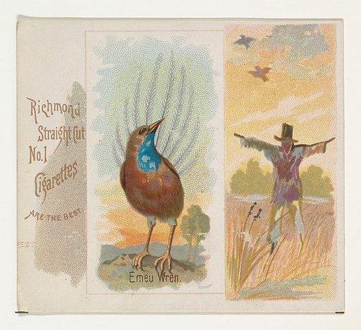 Emeu Wren, from the Song Birds of the World series (N42) for Allen & Ginter Cigarettes