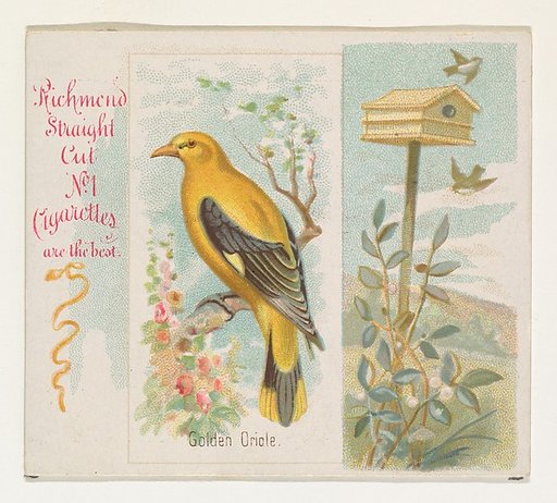 Golden Oriole, from the Song Birds of the World series (N42) for Allen & Ginter Cigarettes