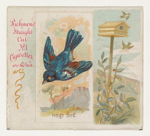 Indigo Bird, from the Song Birds of the World series (N42) for Allen & Ginter Cigarettes