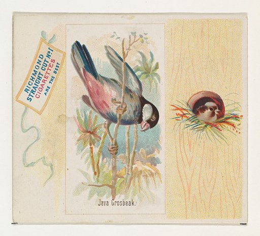 Java Grosbeak, from the Song Birds of the World series (N42) for Allen & Ginter Cigarettes