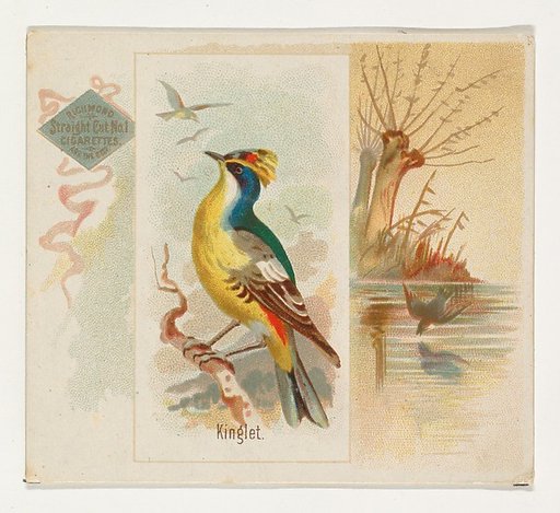 Kinglet, from the Song Birds of the World series (N42) for Allen & Ginter Cigarettes