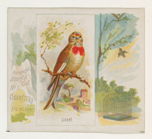 Linnet, from the Song Birds of the World series (N42) for Allen & Ginter Cigarettes