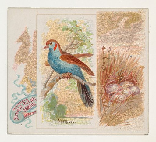 Mariposa, from the Song Birds of the World series (N42) for Allen & Ginter Cigarettes