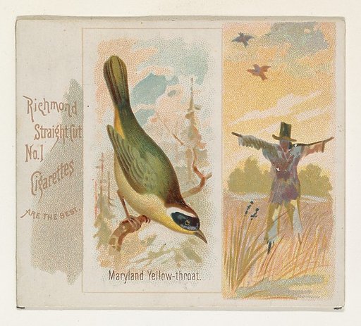 Maryland Yellow-throat, from the Song Birds of the World series (N42) for Allen & Ginter Cigarettes