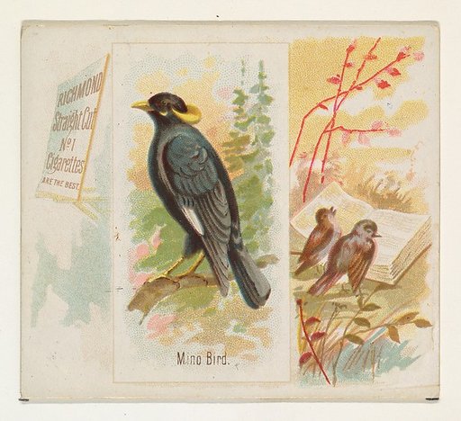 Mino Bird, from the Song Birds of the World series (N42) for Allen & Ginter Cigarettes