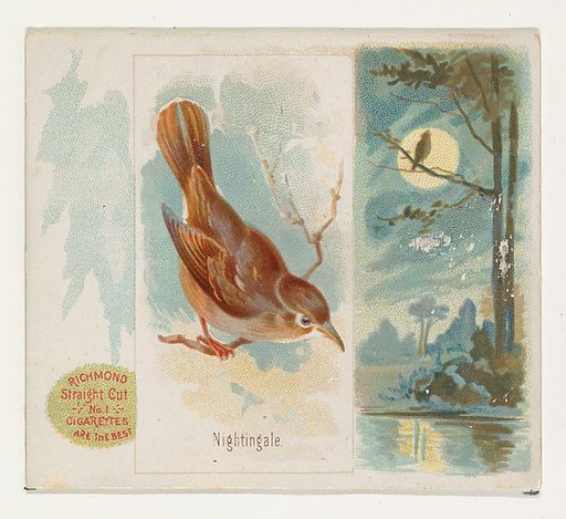 Nightingale, from the Song Birds of the World series (N42) for Allen & Ginter Cigarettes