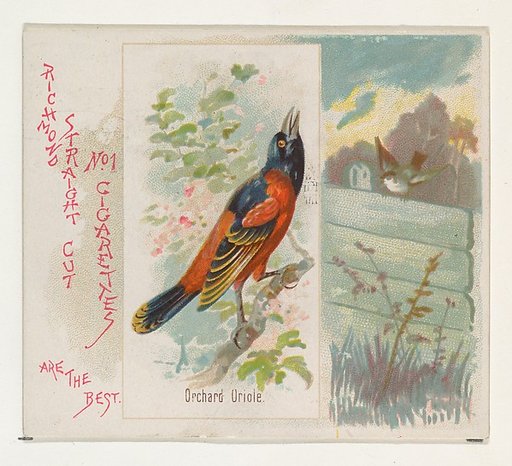 Orchard Oriole, from the Song Birds of the World series (N42) for Allen & Ginter Cigarettes