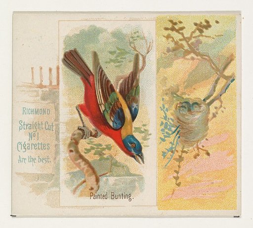 Painted Bunting, from the Song Birds of the World series (N42) for Allen & Ginter Cigarettes