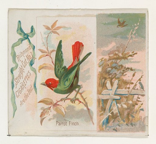 Parrot Finch, from the Song Birds of the World series (N42) for Allen & Ginter Cigarettes
