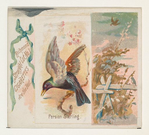 Persian Starling, from the Song Birds of the World series (N42) for Allen & Ginter Cigarettes