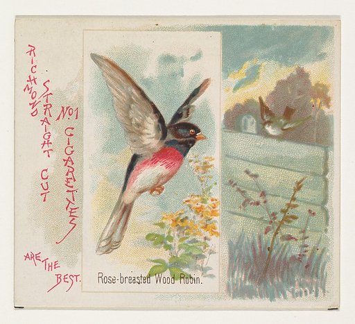 Rose-breasted Wood Robin, from the Song Birds of the World series (N42) for Allen & Ginter Cigarettes