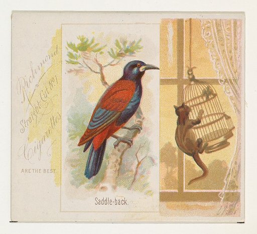 Saddle-back, from the Song Birds of the World series (N42) for Allen & Ginter Cigarettes