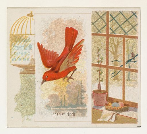 Scarlet Finch, from the Song Birds of the World series (N42) for Allen & Ginter Cigarettes