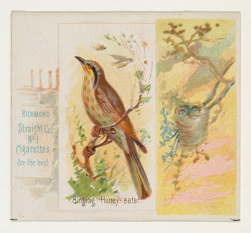 Singing Honey-eater, from the Song Birds of the World series (N42) for Allen & Ginter Cigarettes