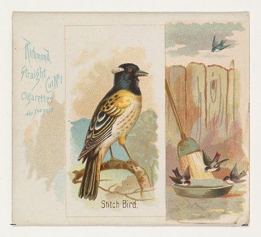 Stitch Bird, from the Song Birds of the World series (N42) for Allen & Ginter Cigarettes