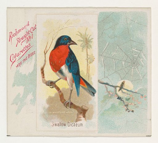 Swallow Dicaeum, from the Song Birds of the World series (N42) for Allen & Ginter Cigarettes