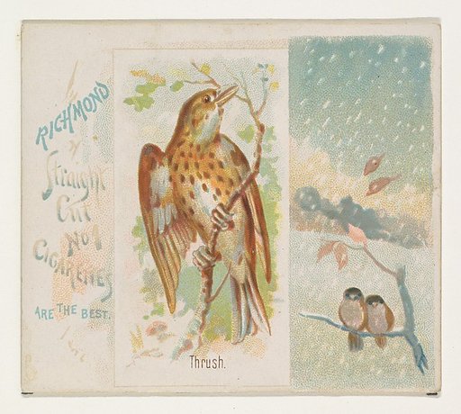 Thrush, from the Song Birds of the World series (N42) for Allen & Ginter Cigarettes