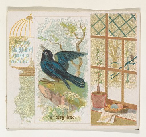 Whistling Thrush, from the Song Birds of the World series (N42) for Allen & Ginter Cigarettes