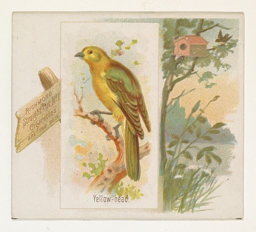 Yellow-head, from the Song Birds of the World series (N42) for Allen & Ginter Cigarettes