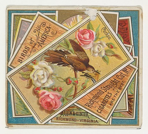 Cuckoo, from the Birds of America series (N37) for Allen & Ginter Cigarettes