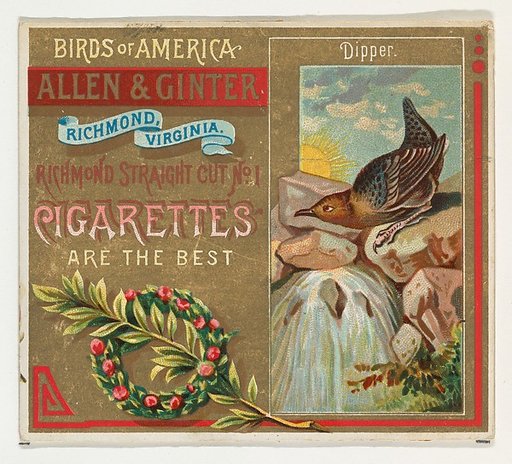 Dipper, from the Birds of America series (N37) for Allen & Ginter Cigarettes
