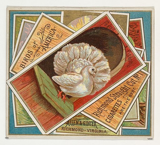 Fantail Pigeon, from the Birds of America series (N37) for Allen & Ginter Cigarettes
