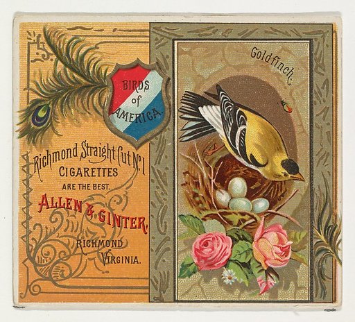 Goldfinch, from the Birds of America series (N37) for Allen & Ginter Cigarettes