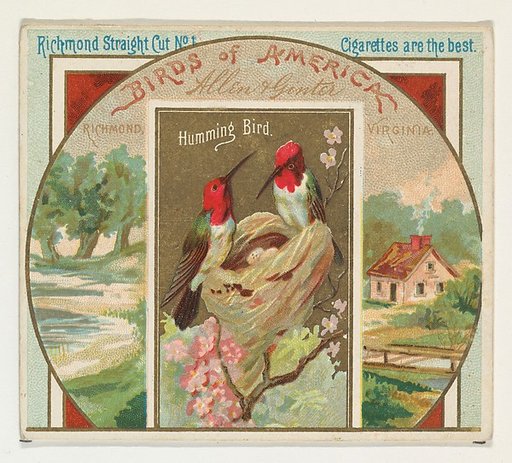 Hummingbird, from the Birds of America series (N37) for Allen & Ginter Cigarettes