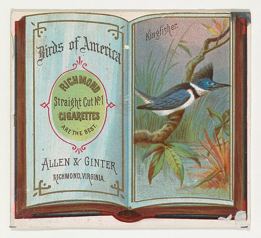 Kingfisher, from the Birds of America series (N37) for Allen & Ginter Cigarettes