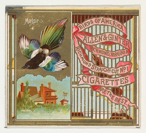 Magpie, from the Birds of America series (N37) for Allen & Ginter Cigarettes