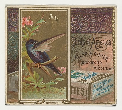 Martin, from the Birds of America series (N37) for Allen & Ginter Cigarettes
