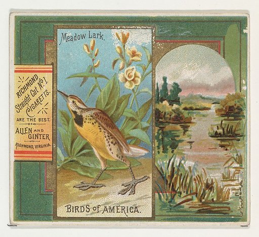 Meadow Lark, from the Birds of America series (N37) for Allen & Ginter Cigarettes