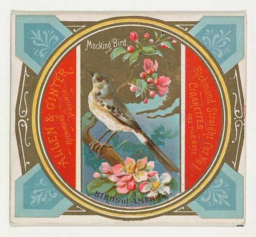 Mockingbird, from the Birds of America series (N37) for Allen & Ginter Cigarettes
