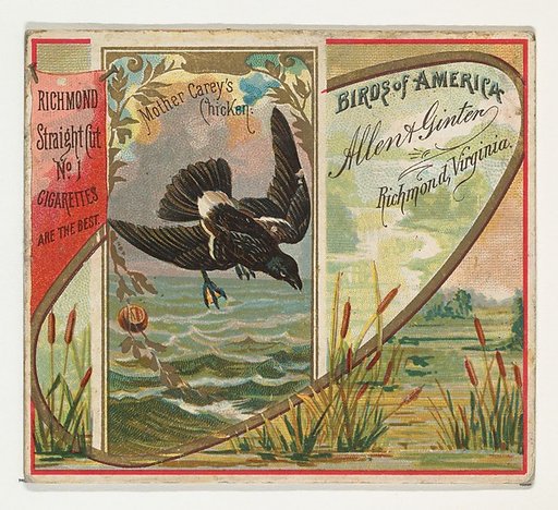Mother Carey's Chicken, from the Birds of America series (N37) for Allen & Ginter Cigarettes