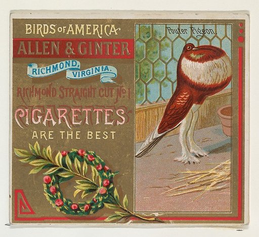 Pouter Pigeon, from the Birds of America series (N37) for Allen & Ginter Cigarettes