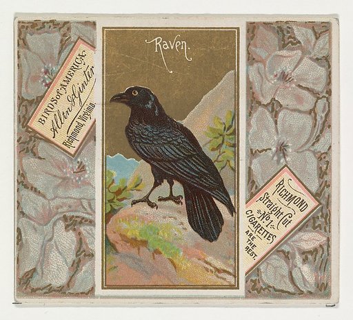 Raven, from the Birds of America series (N37) for Allen & Ginter Cigarettes