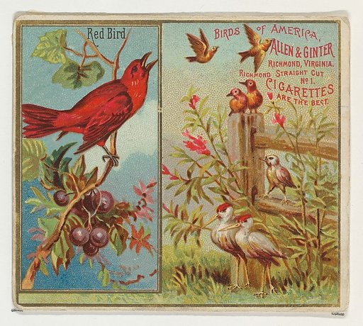 Red Bird, from the Birds of America series (N37) for Allen & Ginter Cigarettes