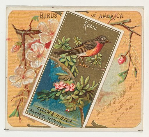 Robin, from the Birds of America series (N37) for Allen & Ginter Cigarettes