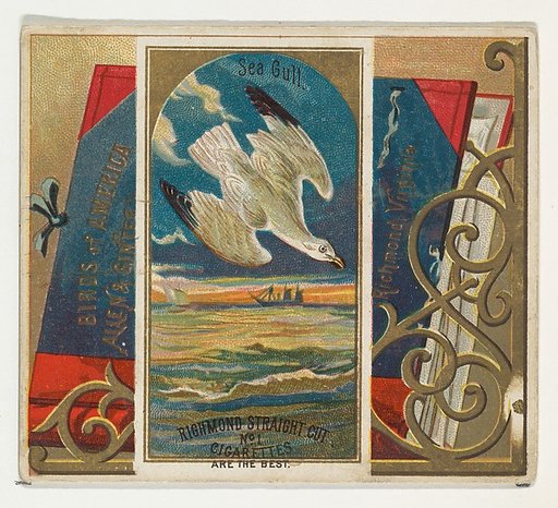 Seagull, from the Birds of America series (N37) for Allen & Ginter Cigarettes