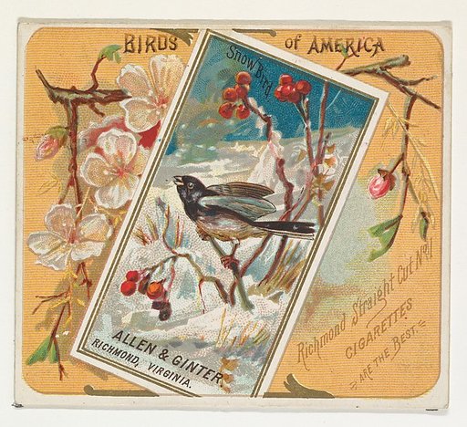 Snow Bird, from the Birds of America series (N37) for Allen & Ginter Cigarettes