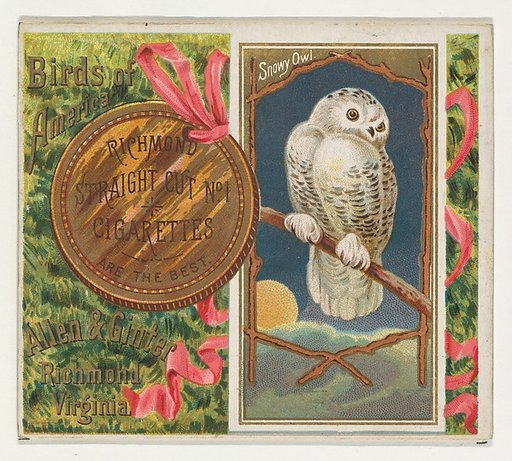 Snowy Owl, from the Birds of America series (N37) for Allen & Ginter Cigarettes