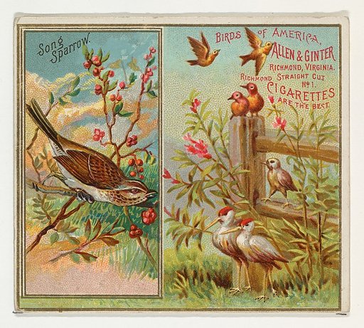Song Sparrow, from the Birds of America series (N37) for Allen & Ginter Cigarettes