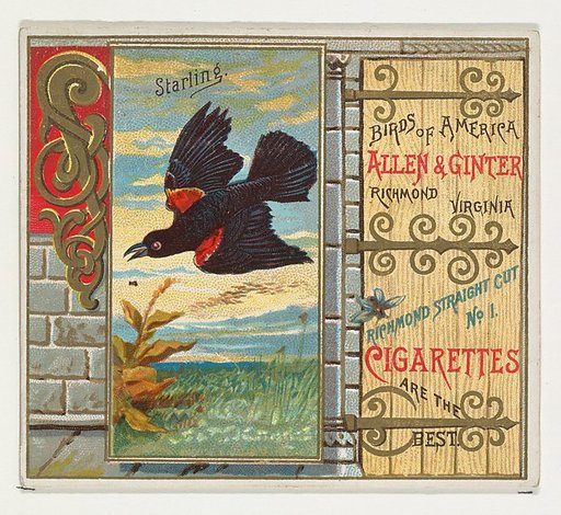 Starling, from the Birds of America series (N37) for Allen & Ginter Cigarettes