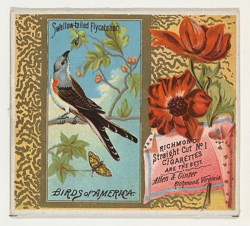 Swallow-tailed Flycatcher, from the Birds of America series (N37) for Allen & Ginter Cigarettes