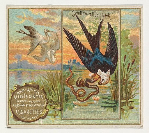 Swallow-tailed Hawk, from the Birds of America series (N37) for Allen & Ginter Cigarettes