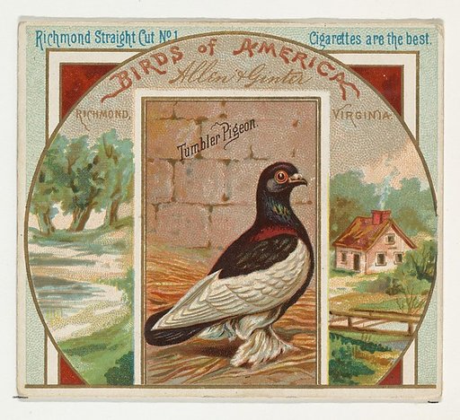 Tumbler Pigeon, from the Birds of America series (N37) for Allen & Ginter Cigarettes