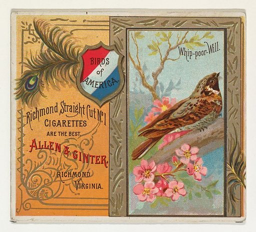 Whip-poor Will, from the Birds of America series (N37) for Allen & Ginter Cigarettes