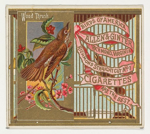 Wood Thrush, from the Birds of America series (N37) for Allen & Ginter Cigarettes
